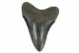 3.09" Fossil Megalodon Tooth - South Carolina - #130774-1